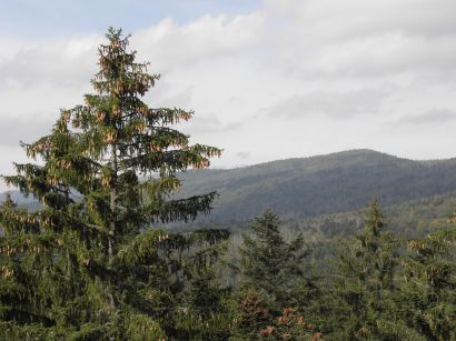 baumkronenpfad-nationalpark-ausblick-wald-berge-410