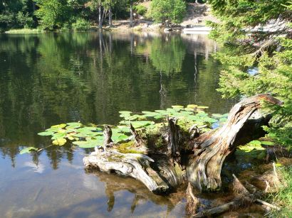 Sehenswertes am Arbersee Natur Bilder und Fotos