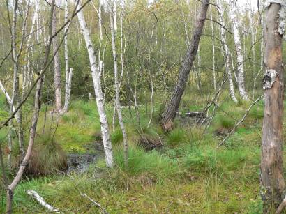 kulzer-moos-prackendorfer-moos-naturschutzgebiet-wald