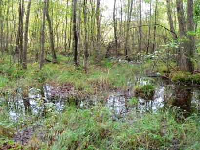 kulzer-moos-prackendorfer-moos-oberpfalz-naturschutz-gebiet-moor