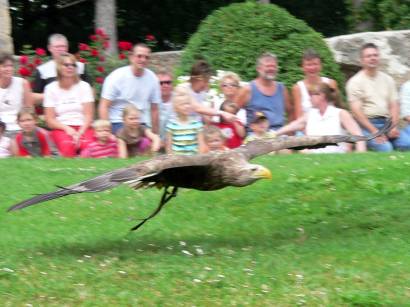 riedenburg-falkenshow-flugshow-flugvorführung-bayern