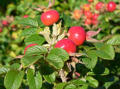 stamsried-oberpfalz-natur-pflanzen-bilder-fotos-frucht