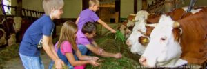 angebote-bauernhofurlaub-bayerischer-wald-kinderferien-kuhstall-mithelfen