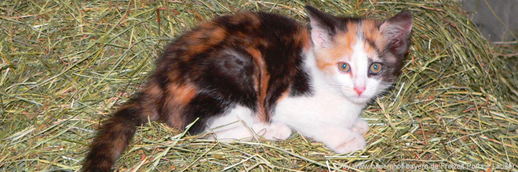 Katze sistzt im Heu Schlafen im Heu - Bauernhof Urlaub in Bayern im Bayerischen Wald
