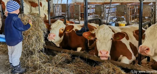 Bayerischer Wald Bauernhof mit Kühen in Bayern Tiere Kuhstall Kinder