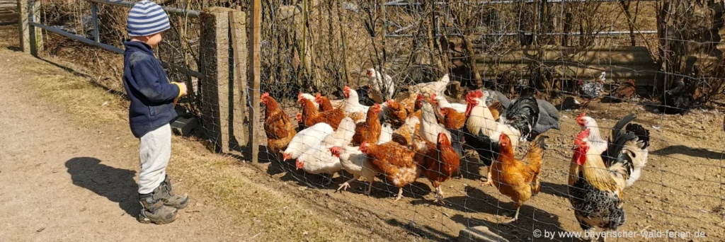 Bauernhof mit Tieren zum füttern Bayerischer Wald Bauernhofurlaub mit Streicheltieren und Federvieh
