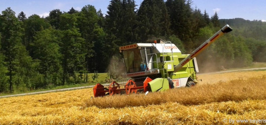 bauernhofurlaub-bayerischer-wald-mithelfen-getreideernte