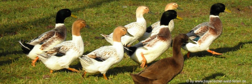 Viele Tiere am Ferienhof in Bayern - Wildenten auf der Wiese Urlaub mit vielen Tieren am Ferienhof in Bayern