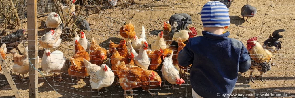 Deutschland Ferien auf dem Bauernhof mit vielen Tieren in Bayern