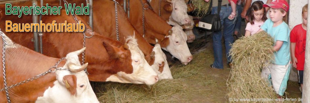 Mithelfen beim Tiere im Stall füttern Pauschalangebote Urlaub am Bauernhof Pauschalurlaub in Bayern