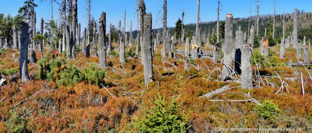 bayerischer-wald-totholz-grosse-schachtenwanderung-waldsterben-bayern