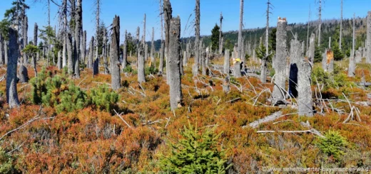 bayerischer-wald-totholz-grosse-schachtenwanderung-waldsterben-bayern