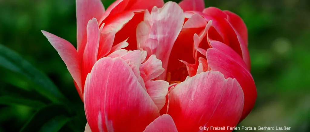 blumen-bilder-pfingstrosen-fotos-pflanzen-peonies-blossom