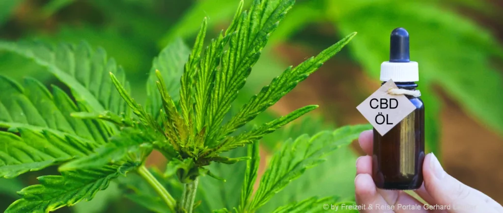 cannabis-pflanzen-natur-produkt-cbd-oil-medizinisches-hanf-oel
