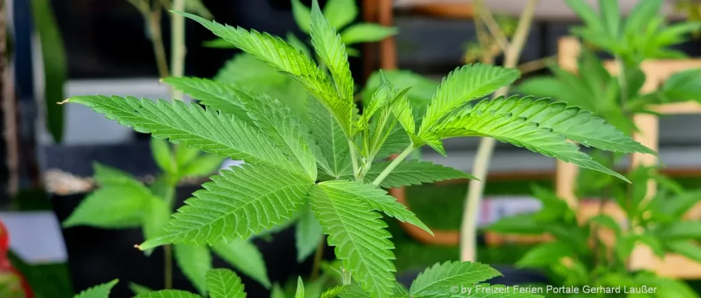 Cannabispflanzen medizinische Hanfpflanzen anbauen