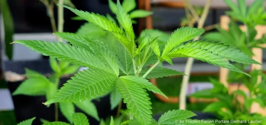 Cannabispflanzen medizinische Hanfpflanzen anbauen