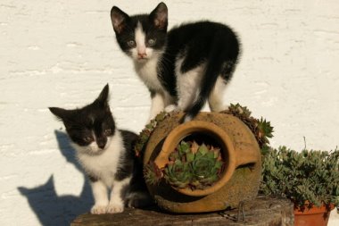eiber-wouznhof-bauernhoftiere-katzen-380