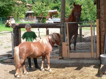 gFerienhütten mieten in Bayern - Bayerischer Wald - Bild ID: berghütten-bayern-reiturlaub-pferde-reiten-putzen