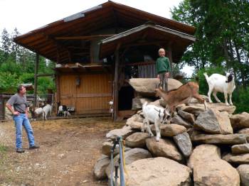 Bayerischer Wald Vermieter von Berghütten - Bild ID:gruber-ferienhütten-bayern-almhütte-ziegen-familienurlaub