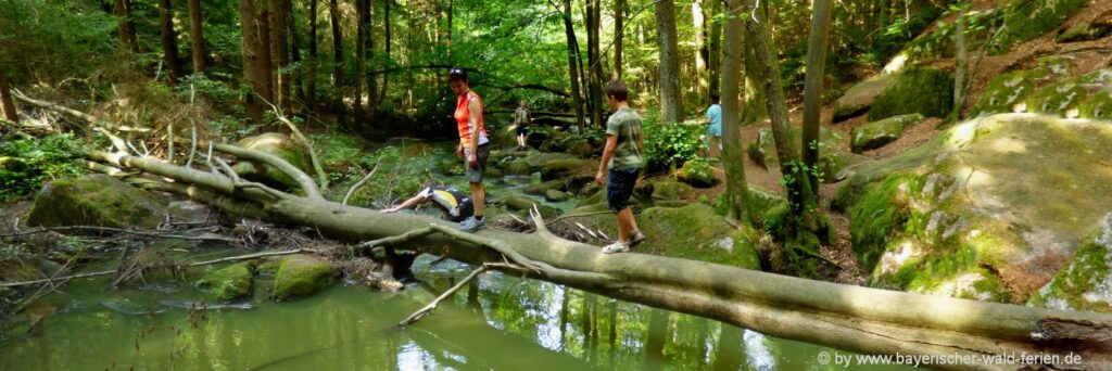 Wald Wanderweg Baumstämme Naturschutzgebiet Waldbach Sommer Kinder Erwachsene Höllbachtal Wanderung Brennberg Rettenbach Hölle Ausflugsziele