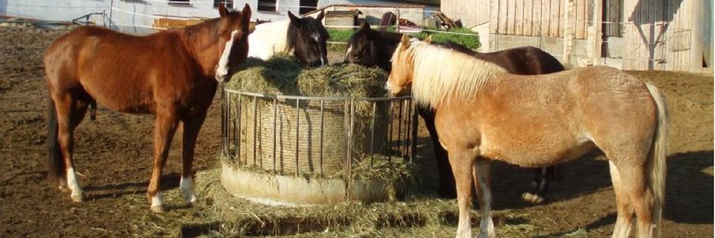 Reiturlaub und Bauernhofurlaub in Niederbayern Holmerhof in Wiesenfelden