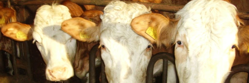Familienurlaub und Bauernhof Urlaub in Bayern Kühe im Kuhstall