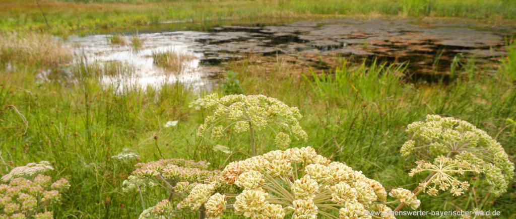 kirchberg-im-wald-ausflugsziele-hochmoor-naturschutzgebiet-todtenau-wandern