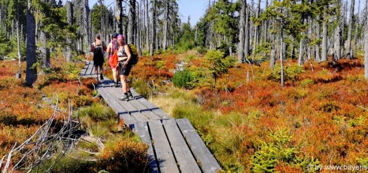 nationalpark-bayerischer-wald-schachtenwanderung