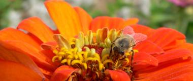 natur-bilder-blumen-bayern-bienen-blumenpark-panorama-380