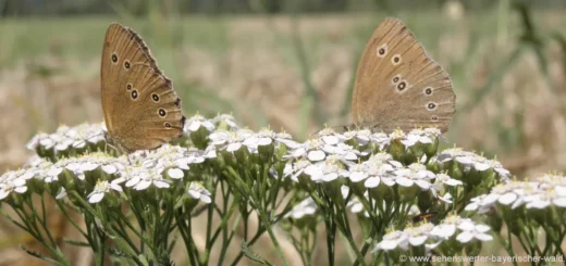 Natur Fotos Deutschland Pflanzen Bilder Bayern Schmetterlinge