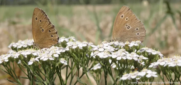 Natur Fotos Deutschland Pflanzen Bilder Bayern Schmetterlinge