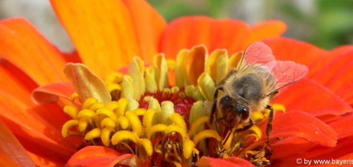 Naturbilder Blumen BIlder und Fotos