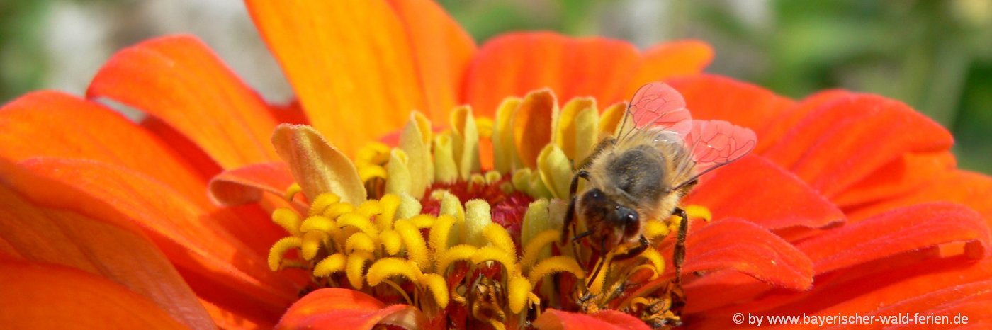 Naturbilder Blumen BIlder und Fotos