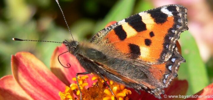 naturbilder-tiere-blumen-fotos-schmetterling-pfauenauge