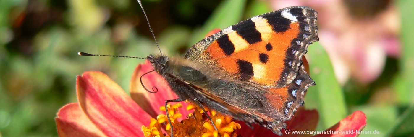 naturbilder-tiere-blumen-fotos-schmetterling-pfauenauge