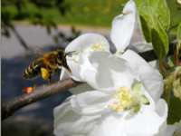 Frühling Blüten und Biene