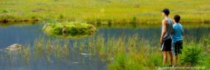 naturschutzgebiete-bayerischer-waldkleiner-arbersee-attraktionen-schwimmende-inseln