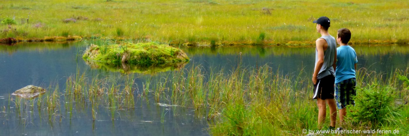 bayerischer-wald-kleiner-arbersee-attraktionen-schwimmende-inseln