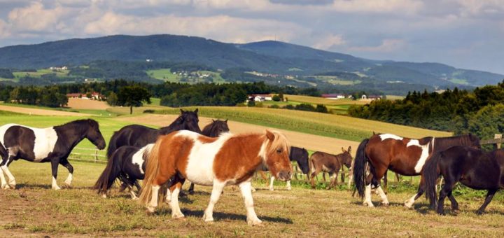 ponyferienhof-bayerischer-wald-ponyhof-niederbayern-ponyreiten