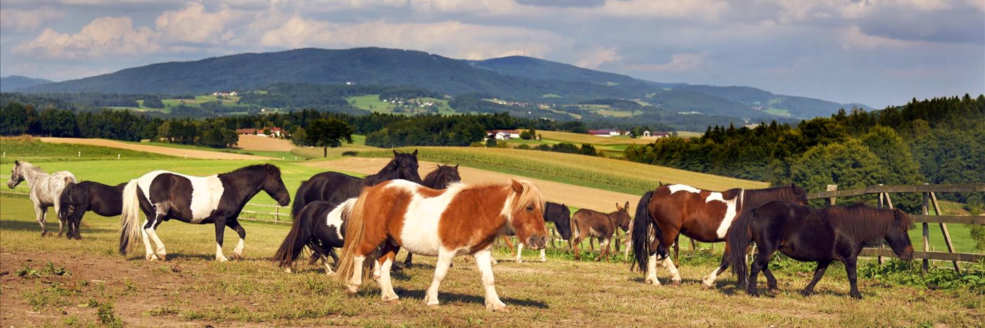 Reiturlaub bei Passau Reiterferien nähe Deggendorf am Ponyhog in Niederbayern