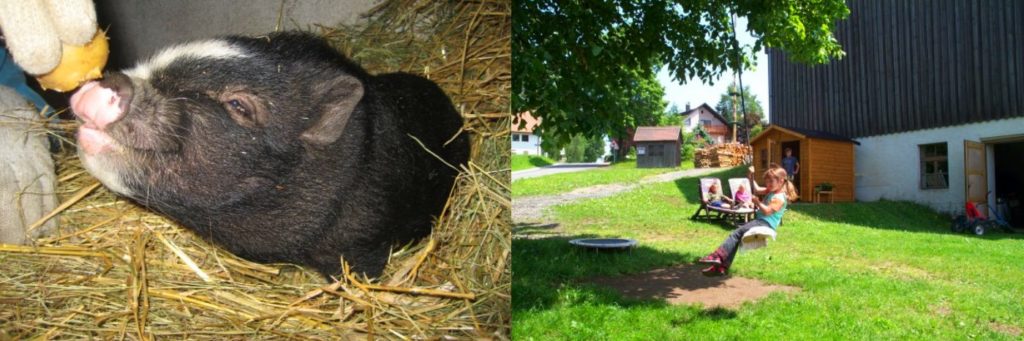 Bauernhof Familie Schneider in Tiefenbach Hoffelder Wirt zur tausendjährigen Linde