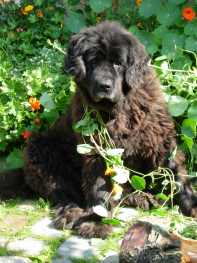 stuberhof-regensburg-ferienhof-tiere-hunde stuberhof-regensburg-ferienhof-tiere-hunde
