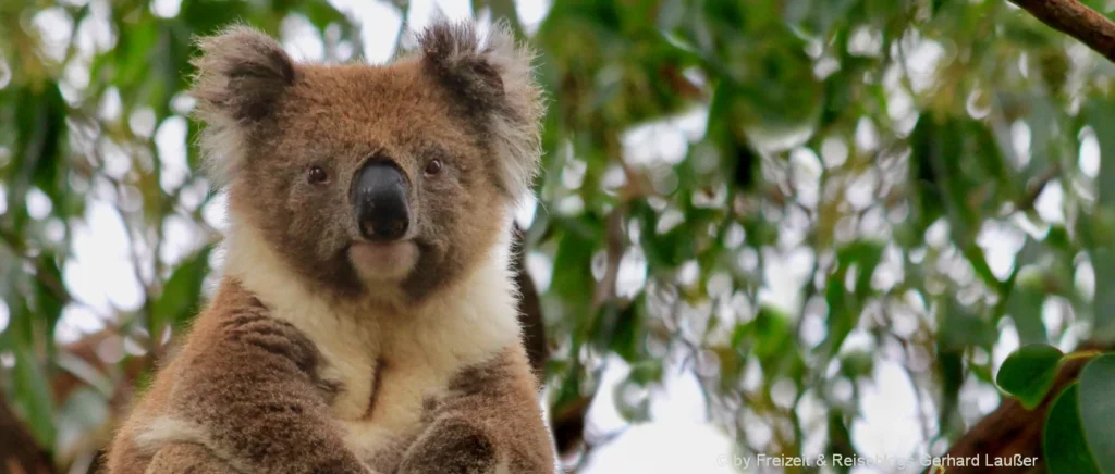 Koala Bär Wahrzeichen auf Van-Rundreise in Australien