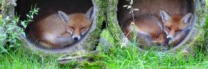 tierpark-bayern-wildpark-bayerischer-wald-fuchs-zoo-tiergehege