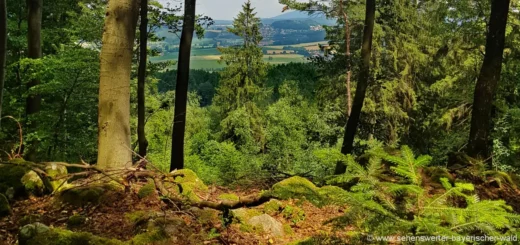 waldschutz-deutschland-zukunft-bayern-natur-baeume