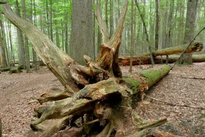 wanderurlaub-bayerischer-wald-wanderweg-baumwurzel